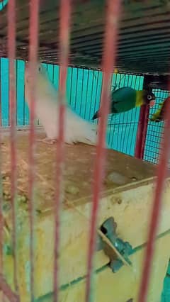 Albino Parblue, Lovebird, Yellow chest Olive