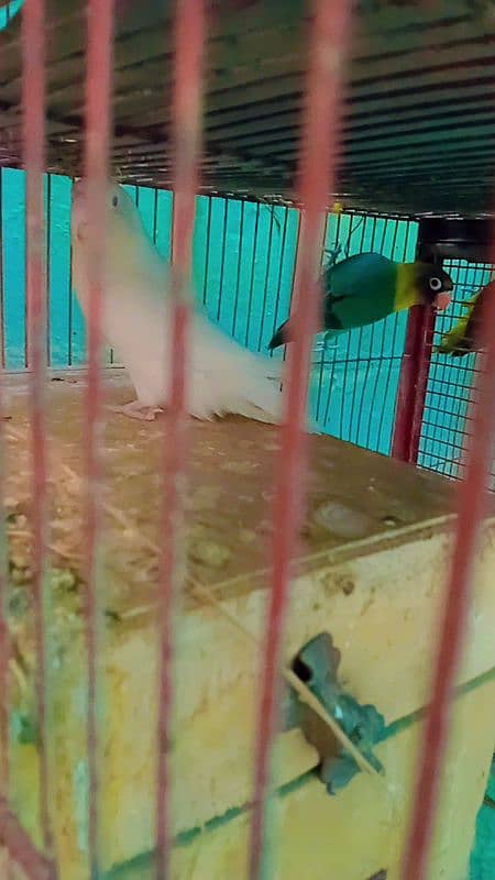 Albino Parblue, Lovebird, Yellow chest Olive 0