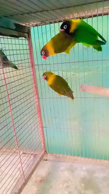 Albino Parblue, Lovebird, Yellow chest Olive 1