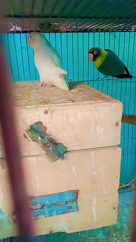 Albino Parblue, Lovebird, Yellow chest Olive 2