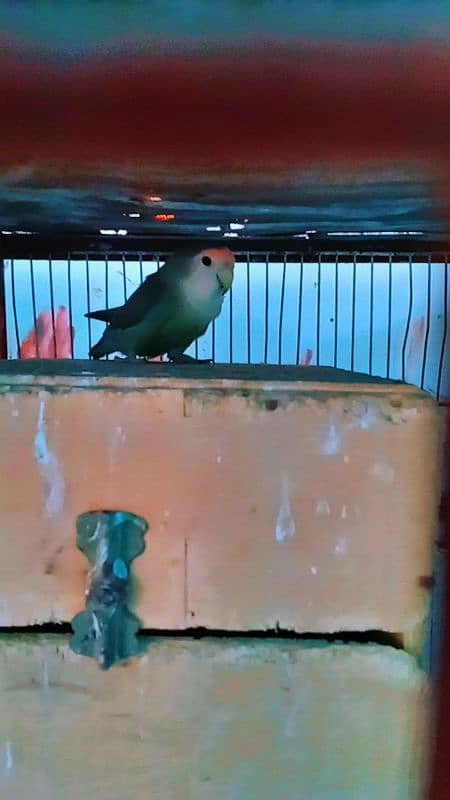 Albino Parblue, Lovebird, Yellow chest Olive 6