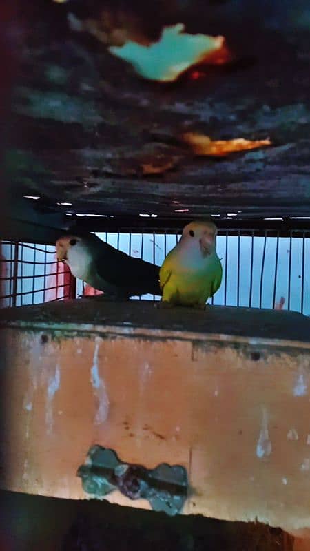 Albino Parblue, Lovebird, Yellow chest Olive 7