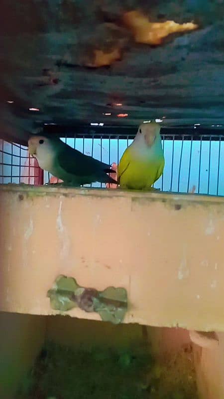 Albino Parblue, Lovebird, Yellow chest Olive 9