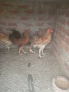 egg wali murga murgi03056377507