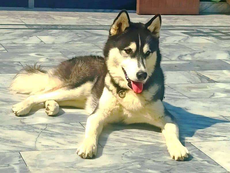 Siberian Husky available for sale 0