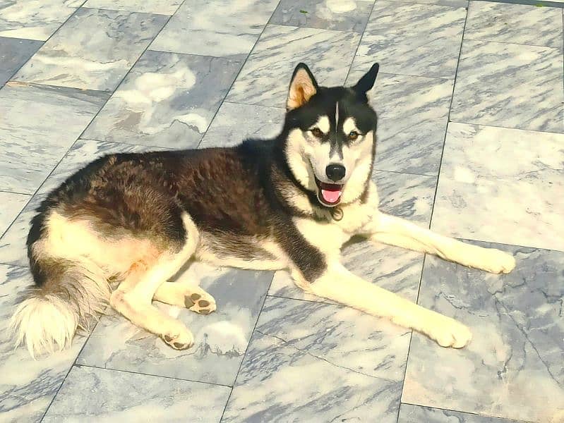 Siberian Husky available for sale 1