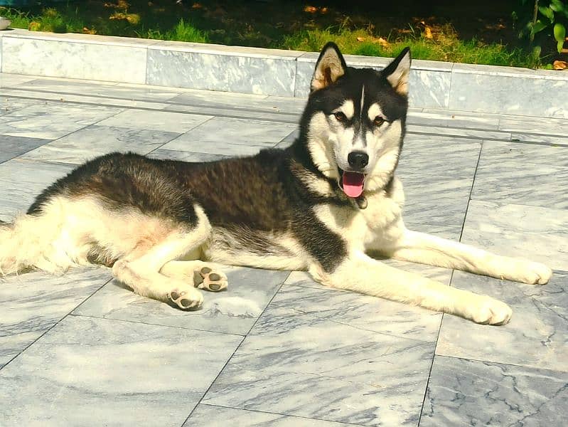 Siberian Husky available for sale 2