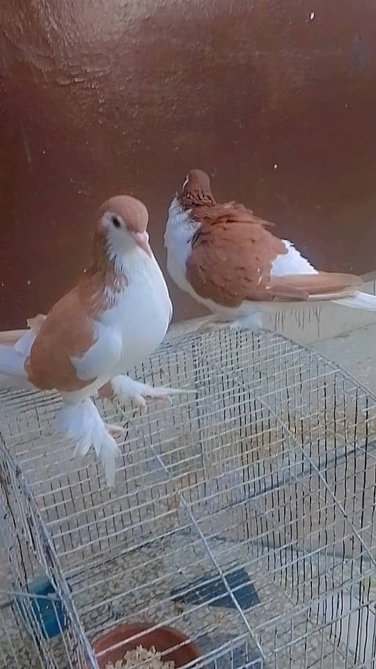 pigeon for sale pair. 0