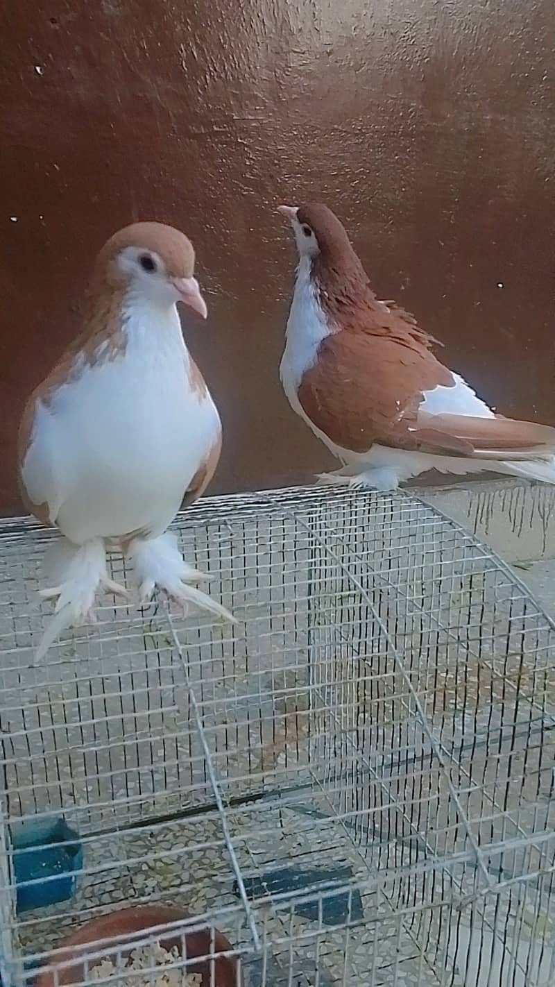 pigeon for sale pair. 1