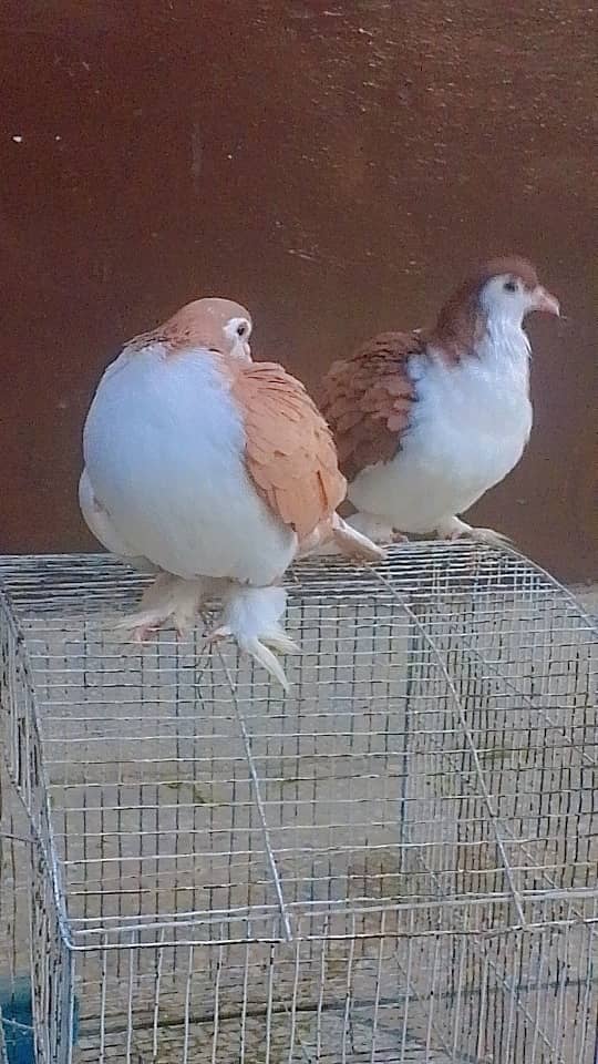 pigeon for sale pair. 2