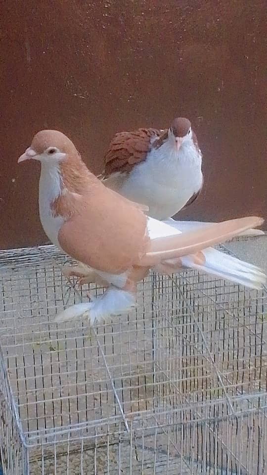 pigeon for sale pair. 5