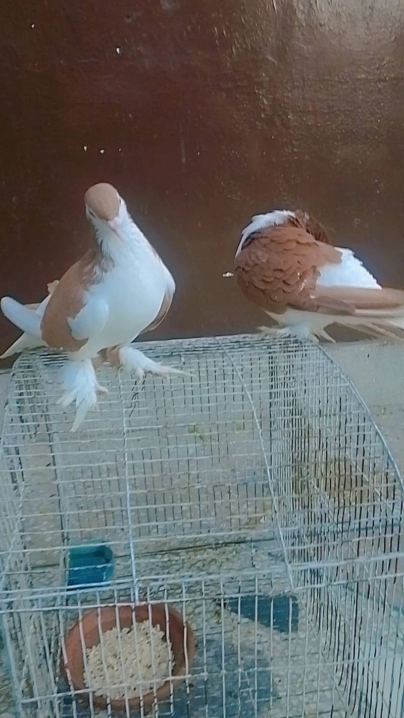 pigeon for sale pair. 8