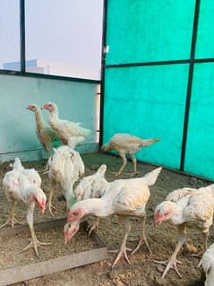 White o shamo top quality chicks 0333/42/33111