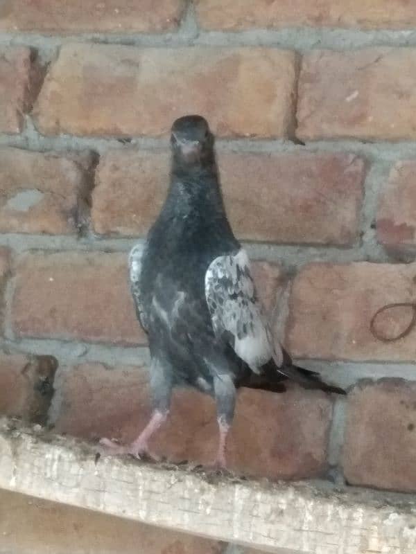 Pigeons for sale 0