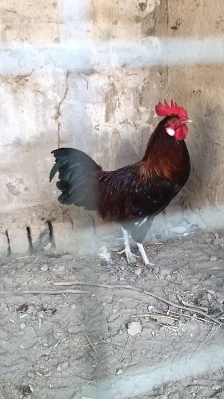 Golden mirsi for sale, contact 03077965568 0