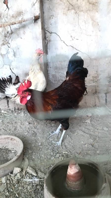 Golden mirsi for sale, contact 03077965568 1