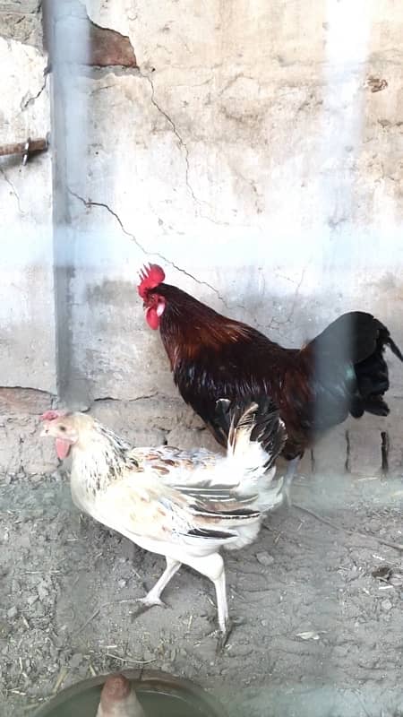 Golden mirsi for sale, contact 03077965568 3