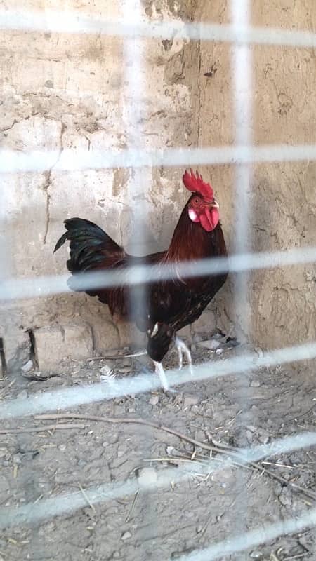 Golden mirsi for sale, contact 03077965568 4