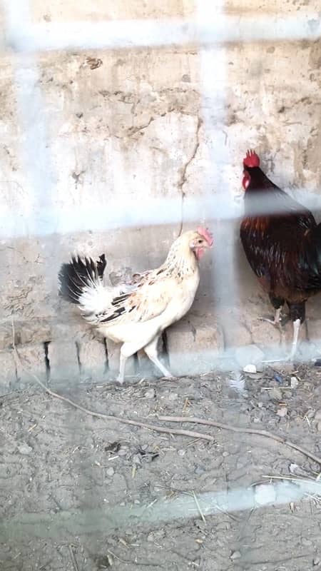 Golden mirsi for sale, contact 03077965568 5