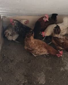 hen for sale