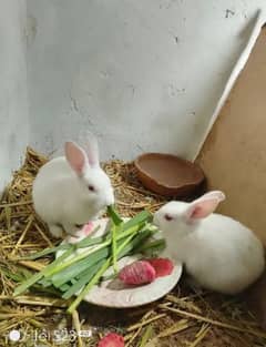 white red eyes rabbit pair 0