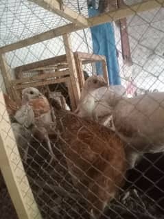 Golden misri 3months chicks for sale whatsapp number 03476580332