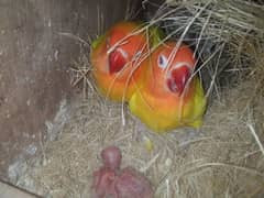 Lutino Personata Red Eye Breeder Pair For Sale with 2 Chicks.