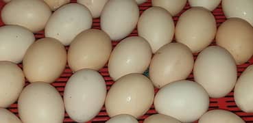 Desi organic Eggs