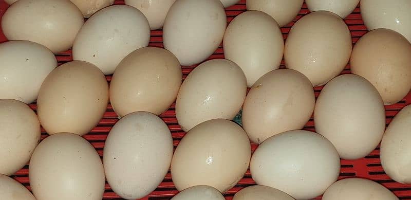 Desi organic Eggs 0