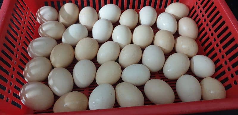 Desi organic Eggs 1