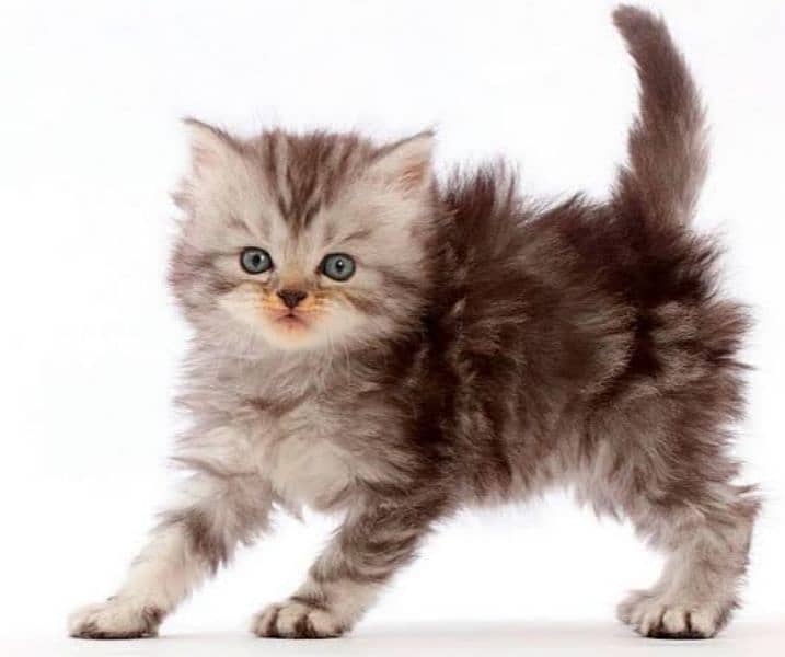 Persian kitten 45days 1