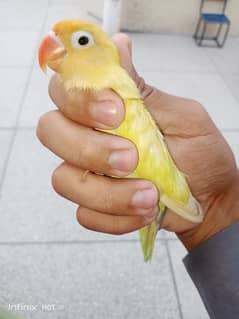 cremino into parblue pastelino lovebird