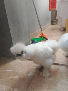 silkie chicken American breed male female ka joda