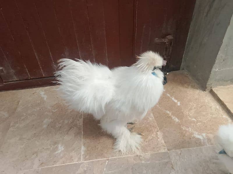 silkie chicken American breed male female ka joda 1