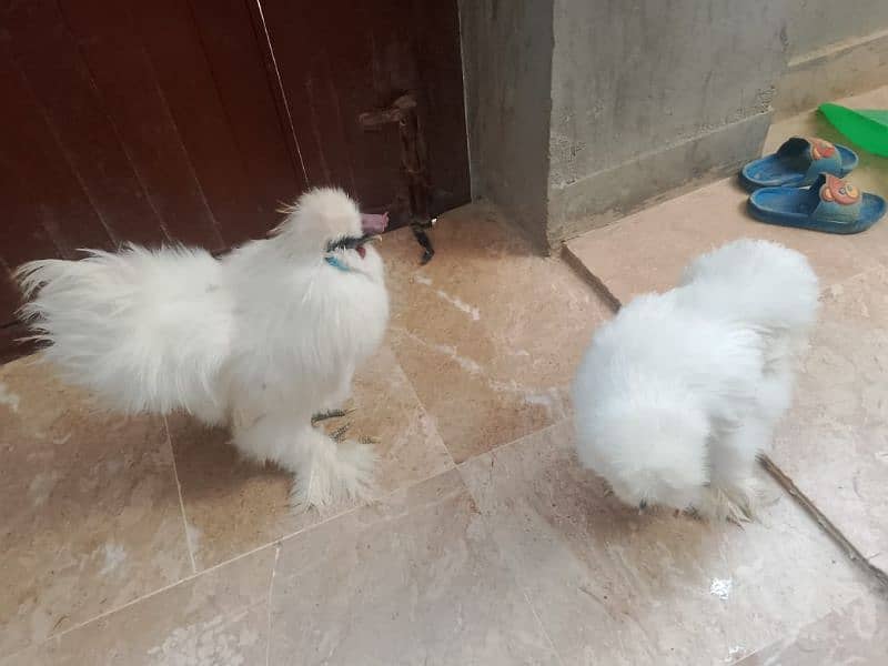 silkie chicken American breed male female ka joda 2