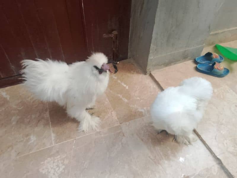 silkie chicken American breed male female ka joda 3