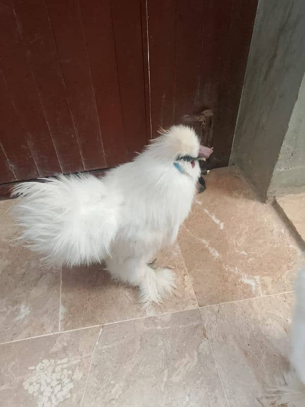 silkie chicken American breed male female ka joda 4