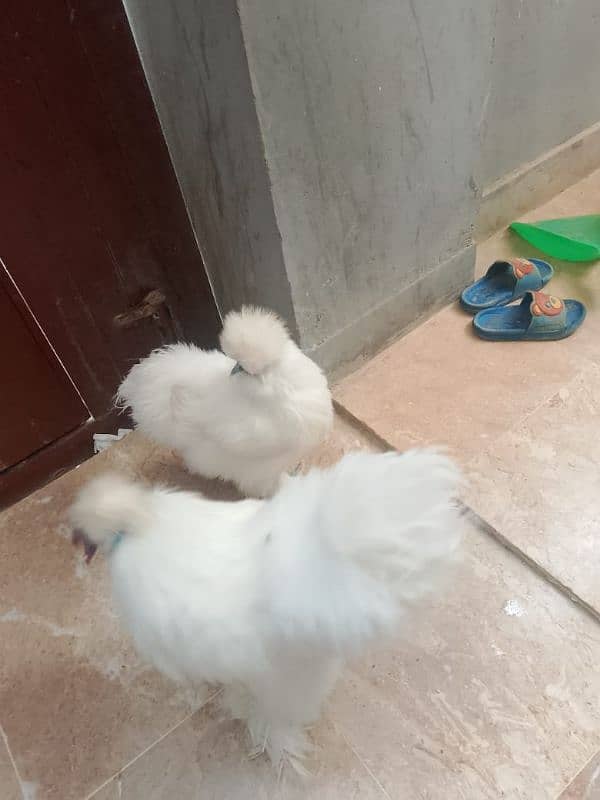 silkie chicken American breed male female ka joda 5