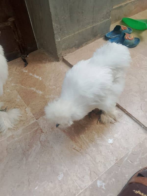 silkie chicken American breed male female ka joda 6