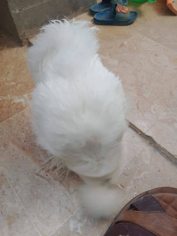 silkie chicken American breed male female ka joda 7