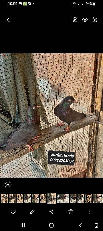 zaakh black birds 1