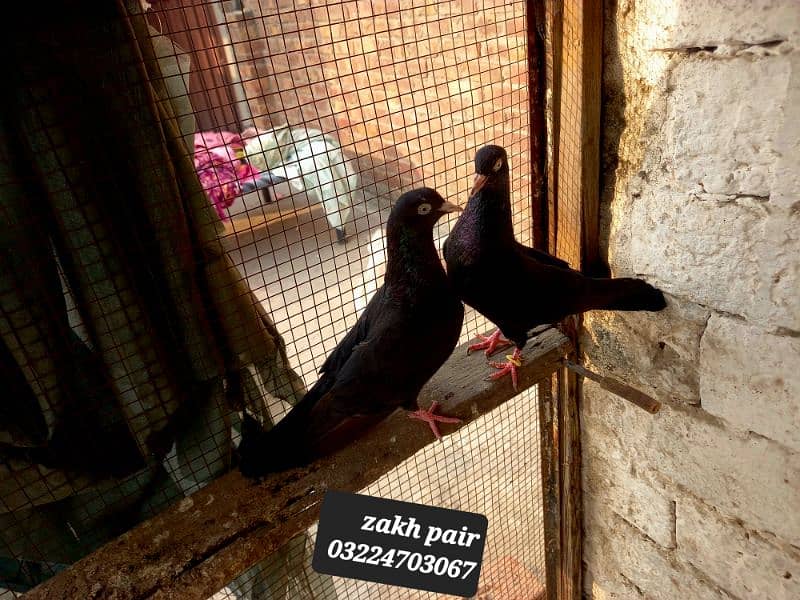 zaakh black birds 3