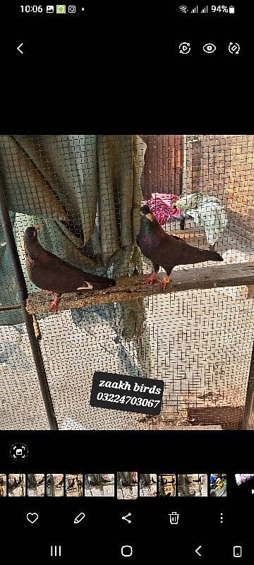 zaakh black birds 6