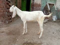 3 goats Rajan puri | Mohamad puri | bakri for sale. 03052593845