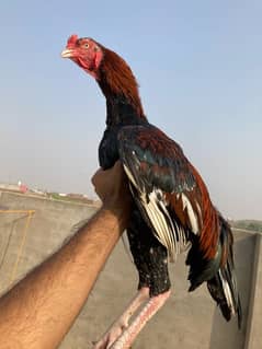 Aseel pair good quality heera chicks