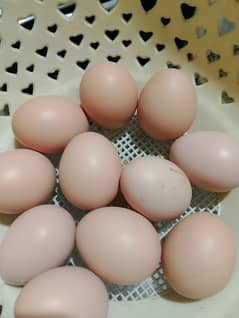 hen eggs 0