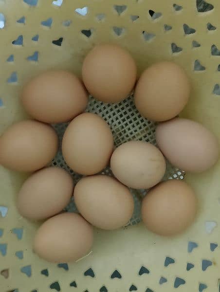 hen eggs 1