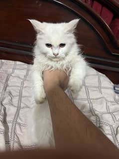 4 months white persian cat