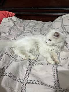 4 months white persian cat