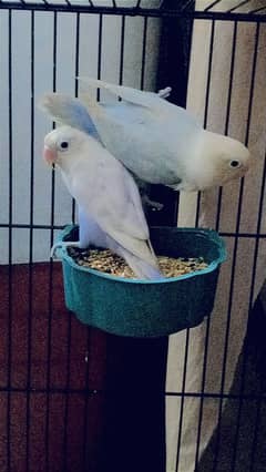 lovebirds for sale